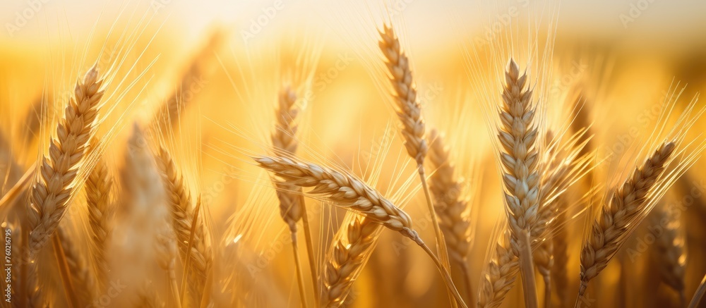 Golden Wheat Field Glows in the Warm Light of Sunset, Creating a Peaceful Rural Scene