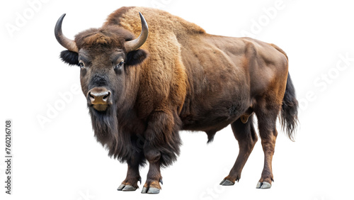 Brown bison. isolated on transparent background.
