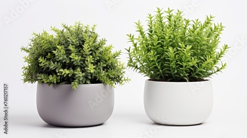 Vibrant Potted Plants Liven Up a Plain White Background with Fresh Greenery