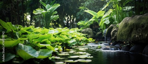 Serene Rainforest River Flowing Through Dense Lush Tropical Jungle Canopy