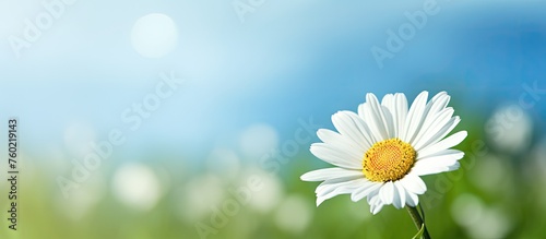 Lone Daisy Standing Tall in a Sea of Vibrant Grass Under the Sun's Warm Glow