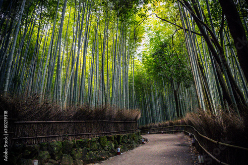 Tranquil Trail Through the Bamboo Grove