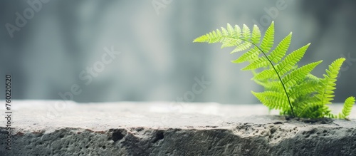 Resilient plant sprouting from old concrete block in urban environment photo