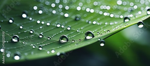 Glistening Water Droplets Adorning a Lush Green Leaf in a Serene Natural Setting