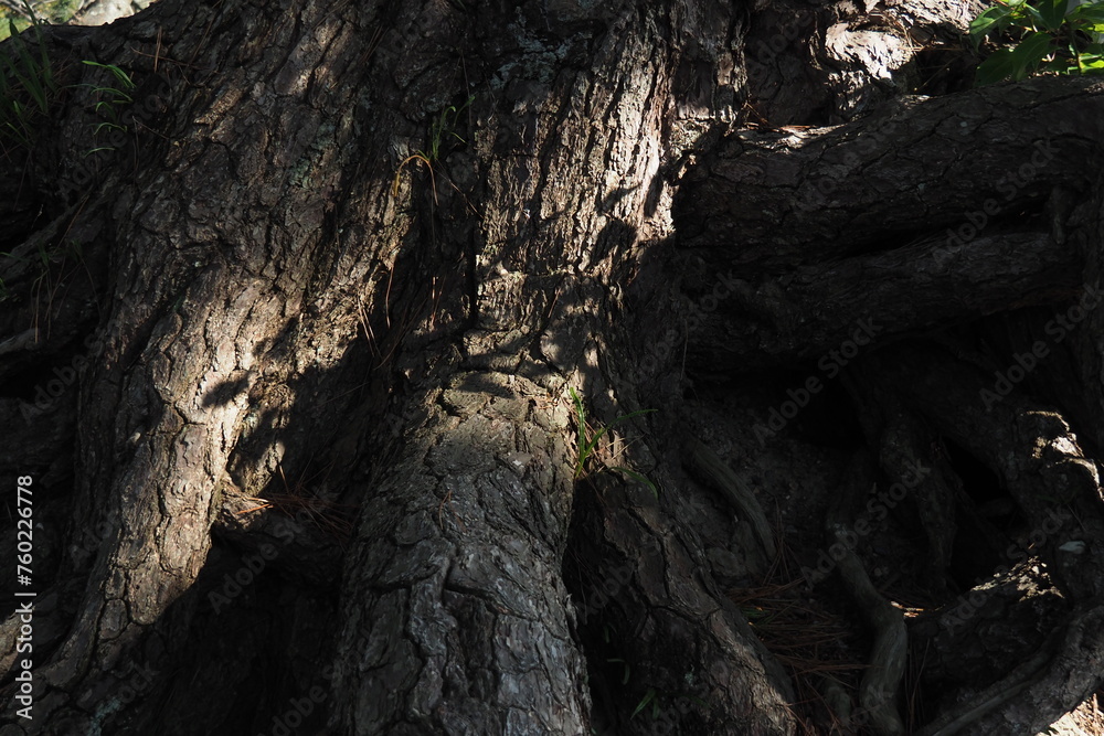 大きな大木の幹に当たる木漏れ日の光と影が神秘的