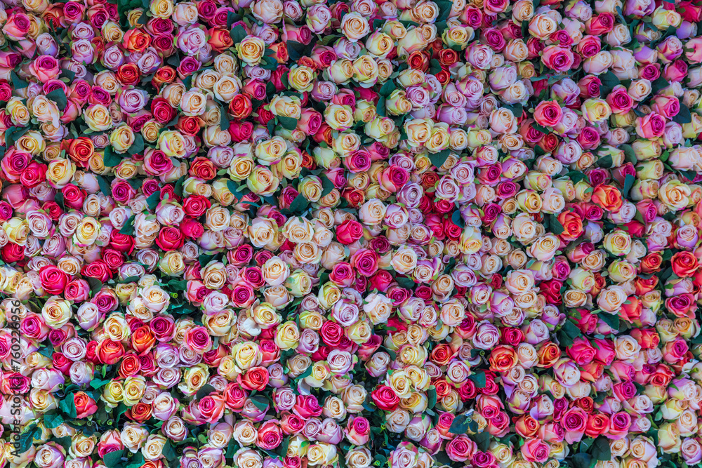 Beautiful view of a wall adorned with numerous multicolored roses. Sweden. Beautiful view of a wall adorned with numerous multicolored roses. Sweden.