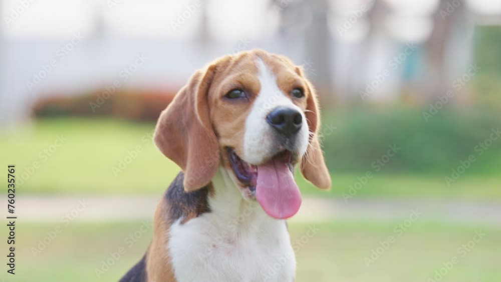 Cute puppy dog beagle portrait in a garden at evening. Adorable pet concept Cute puppy dog beagle portrait in a garden at evening. Adorable pet concept