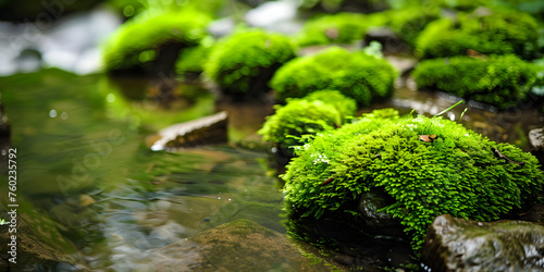 Rochas cobertas por musgo verde exuberante