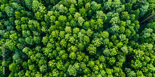 Floresta Sustentável com Árvores Verdejantes photo