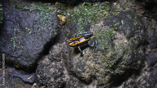 Phyllobates vittatus, commonly known as the striped poison dart frog or bumblebee poison frog, is a species of poison dart frog native to Central America, specifically found in Nicaragua |箭毒蛙 photo