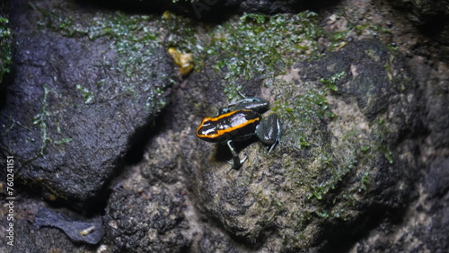 Phyllobates vittatus, commonly known as the striped poison dart frog or bumblebee poison frog, is a species of poison dart frog native to Central America, specifically found in Nicaragua |箭毒蛙 photo