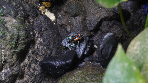 Phyllobates vittatus, commonly known as the striped poison dart frog or bumblebee poison frog, is a species of poison dart frog native to Central America, specifically found in Nicaragua |箭毒蛙 photo