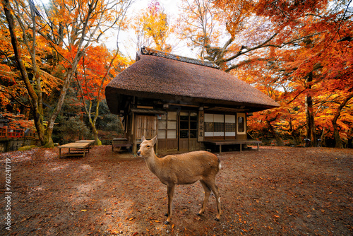 Deer in Nara park, Japan. Animal