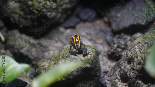 Phyllobates vittatus, commonly known as the striped poison dart frog or bumblebee poison frog, is a species of poison dart frog native to Central America, specifically found in Nicaragua |箭毒蛙 photo