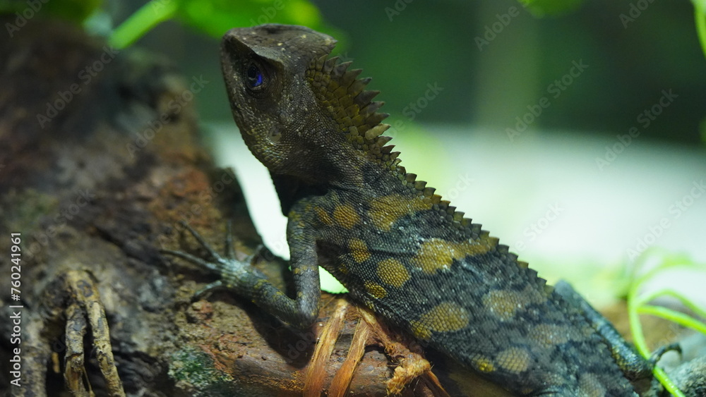 Obraz premium Chameleons or chamaeleons (family Chamaeleonidae) are a distinctive and highly specialized clade of Old World lizards with 200 species described as of June 2015.|變色龍