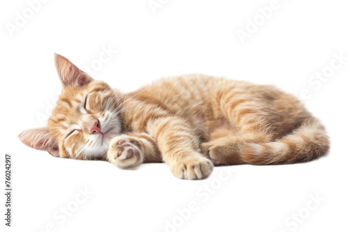 Sleeping cat on white on white transparent background