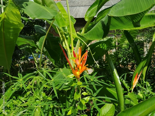 footage or image canna plant