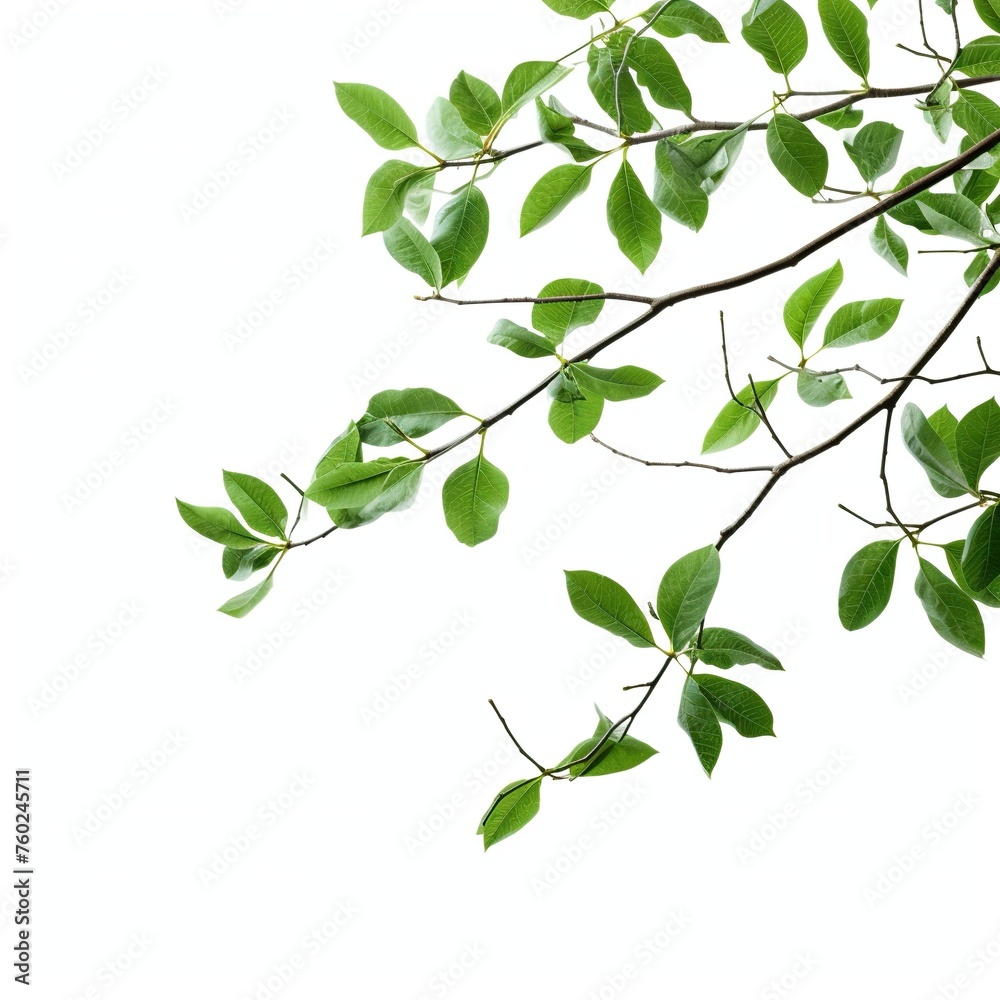 green leaves isolated on white