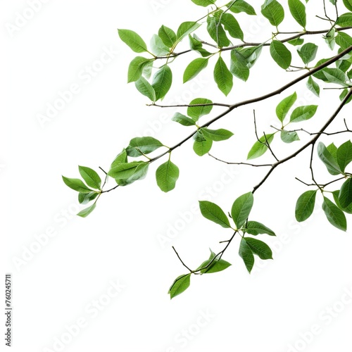 green leaves isolated on white