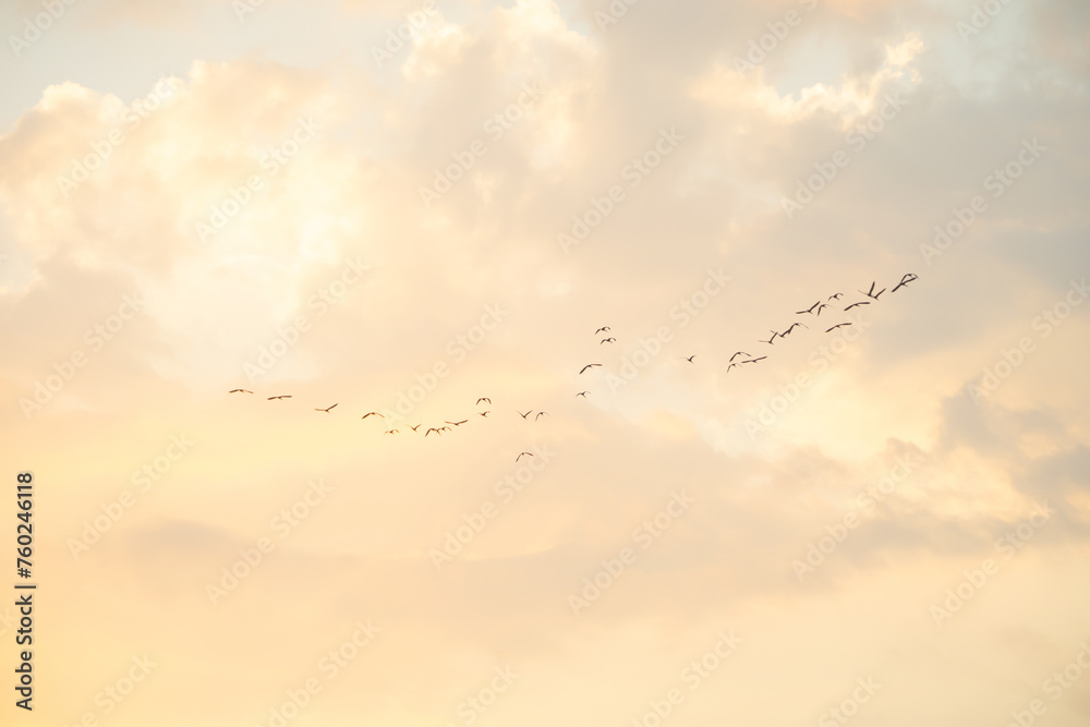 birds flying isolated on sky. Wildlife Animal