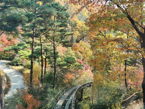 Hwadam Forest Botanic Garden small shuttle train car metal railway to Red Orange maple leaves trees in deep forest with beautiful colourful Autumn foliage trees scenery.