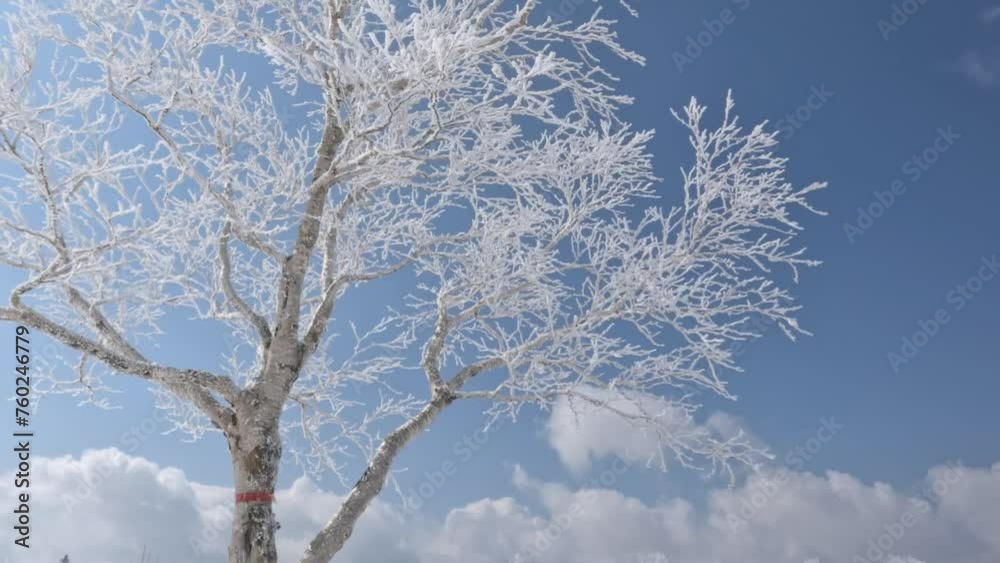Moving under frosty icy tree branches against blue winter sky Moving under frosty icy tree branches against blue winter sky
