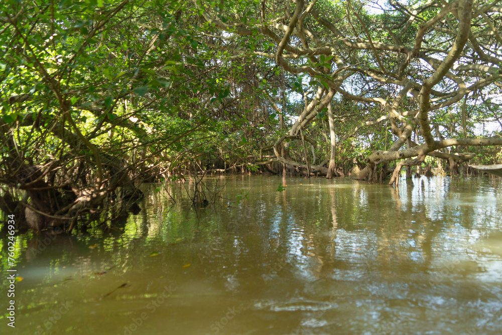 Trees in Rayong Botanical Garden, Old Paper Bark Forest, tropical forest with lake or river and reflection in national park and mountain or hill in Thailand. Natural landscape background. Trees in Rayong Botanical Garden, Old Paper Bark Forest, tropical forest with lake or river and reflection in national park and mountain or hill in Thailand. Natural landscape background.