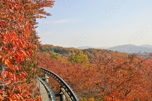 Hwadam Forest Botanic Garden small shuttle train car metal railway to Red Orange maple leaves trees in deep forest with beautiful colourful Autumn foliage trees scenery.