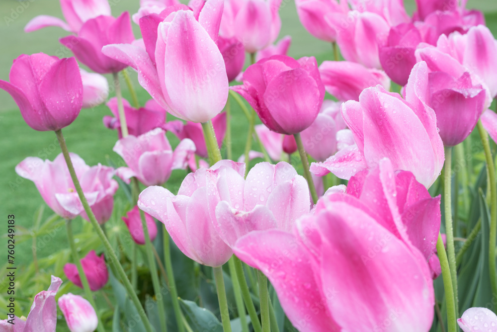 pink and white tulips