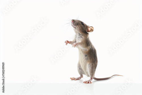 a mouse standing on its hind legs and looking up