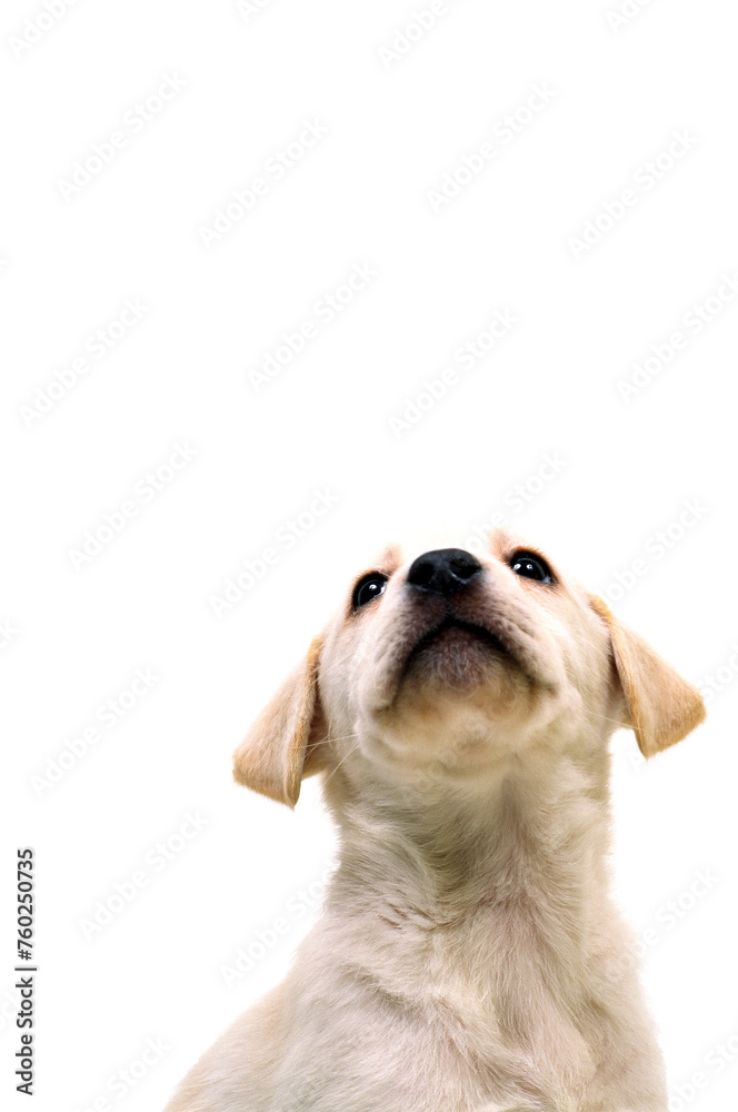 Φωτογραφία 子犬の顔　ラブラドールレトリバー　白バック