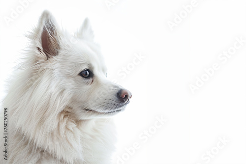 a white dog with a black nose and a white background © illustrativeinfinity