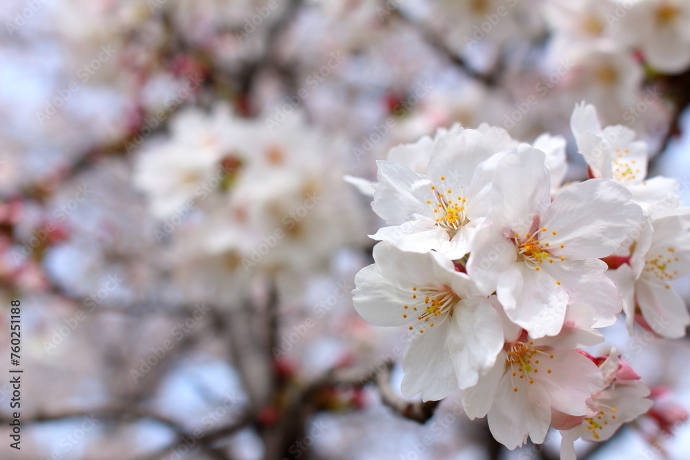 可愛らしい桜の花びらのアップ