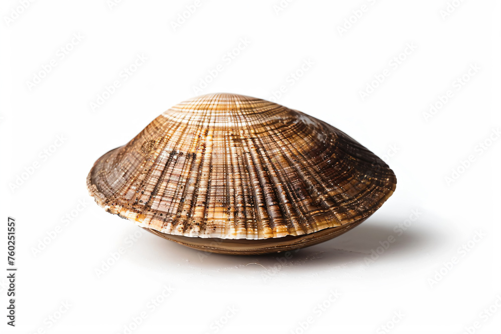 a shell on a white surface with a shadow a shell on a white surface with a shadow