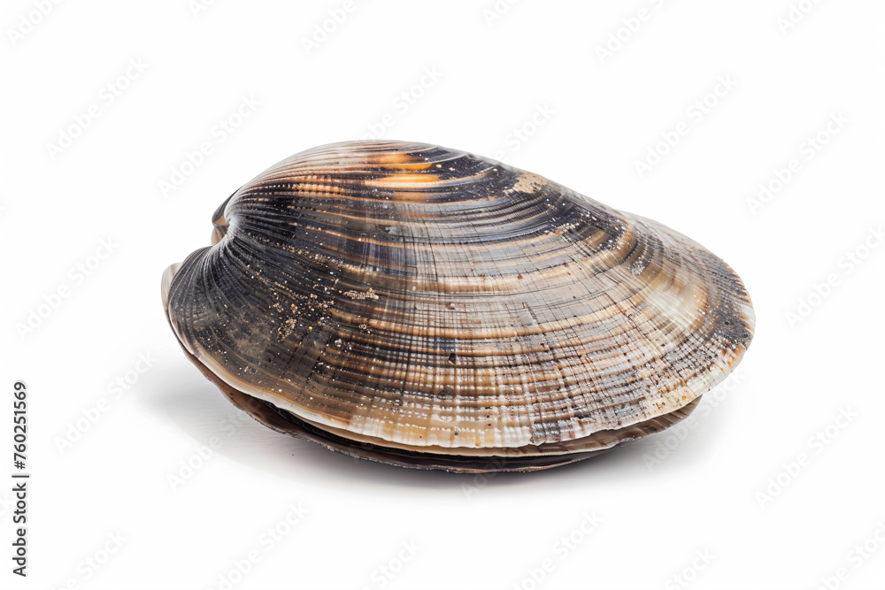 a clam shell on a white surface