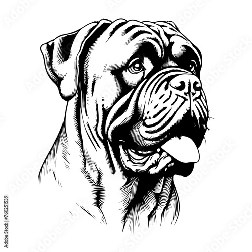 cane curso dog pet in line art cartoon outline illustration, isolated on transparent background