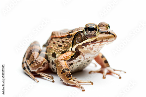 a frog sitting on a white surface with a white background