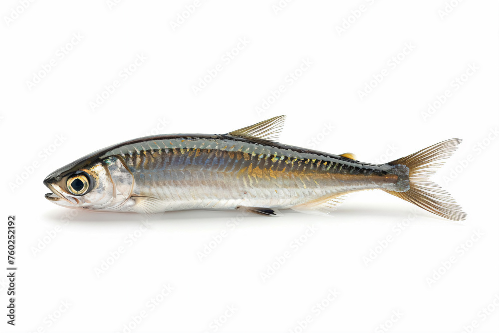 a fish that is laying down on a white surface a fish that is laying down on a white surface