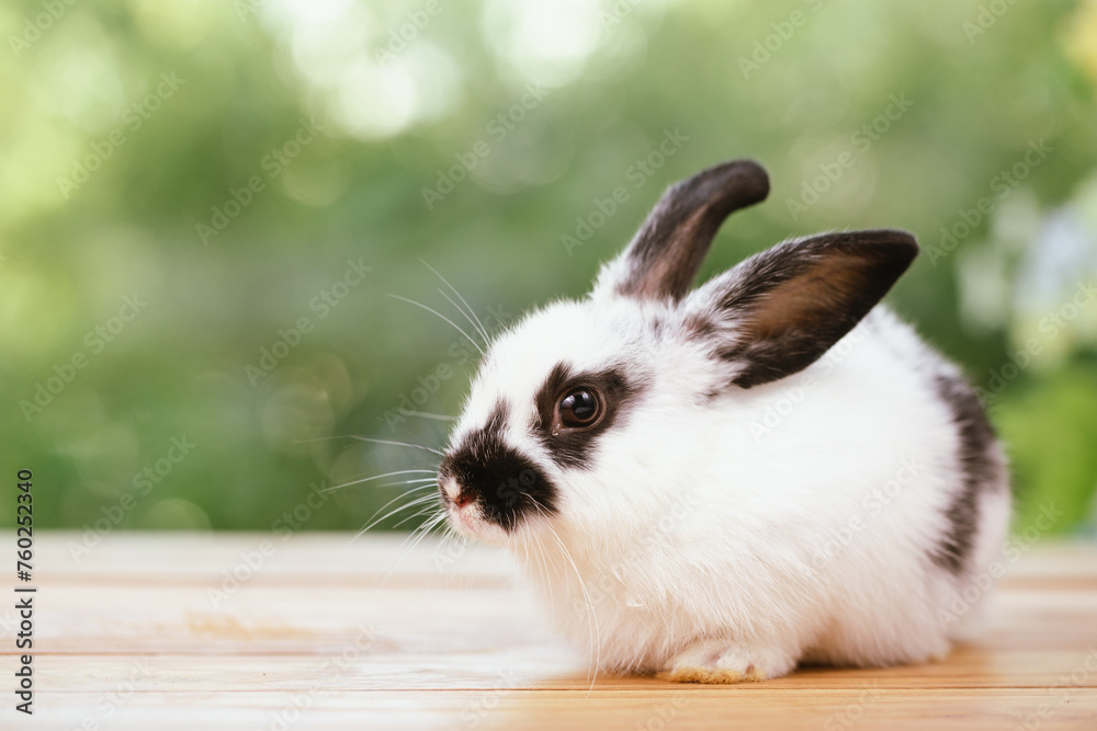 cute animal pet rabbit or bunny white or brown color smiling and laughing with copy space for easter in natural background for easter celebration cute animal pet rabbit or bunny white or brown color smiling and laughing with copy space for easter in natural background for easter celebration