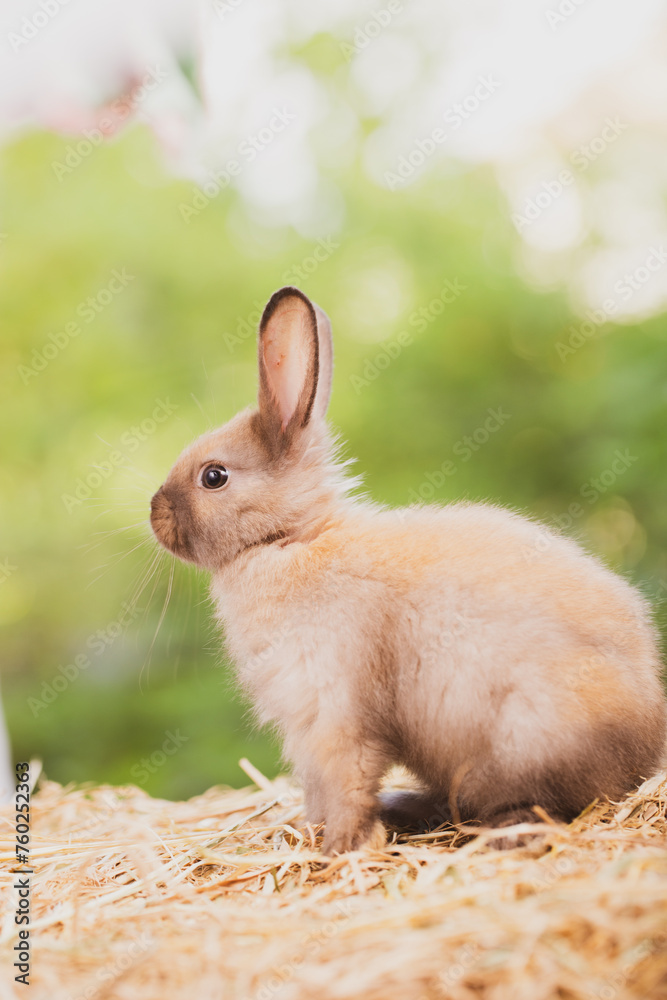 cute animal pet rabbit or bunny white or brown color smiling and laughing with copy space for easter in natural background for easter celebration - obrazy, fototapety, plakaty 