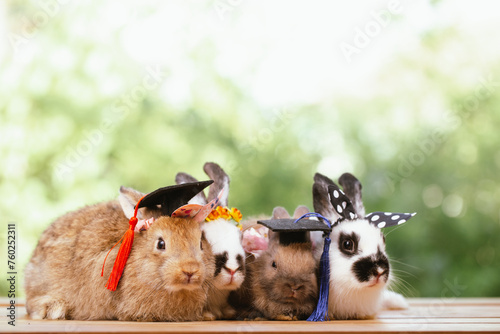 cute animal pet rabbit or b...