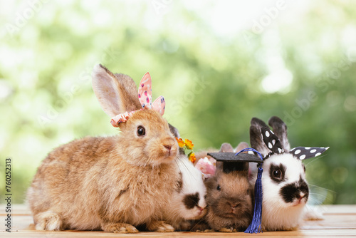 cute animal pet rabbit or b...