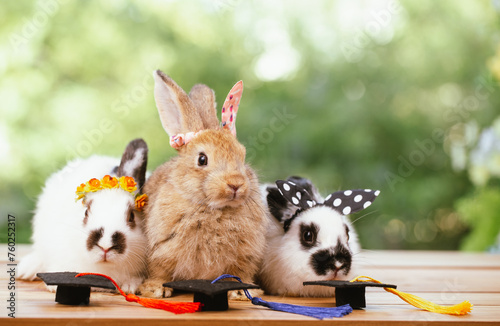cute animal pet rabbit or b...