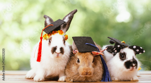 cute animal pet rabbit or b...