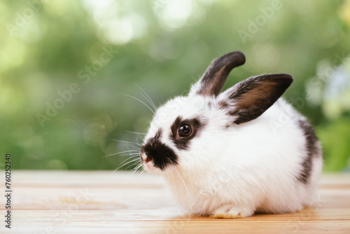 cute animal pet rabbit or b...