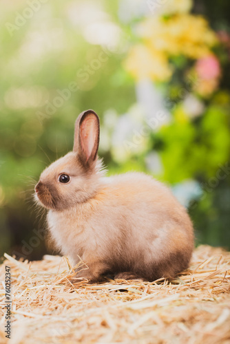 cute animal pet rabbit or b...