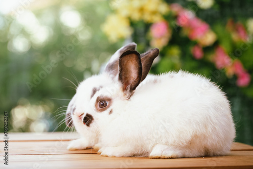 cute animal pet rabbit or b...