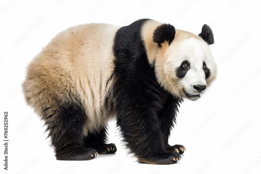 Obraz premium a panda bear standing on a white surface