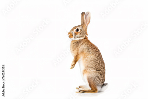 a rabbit standing up on its hind legs