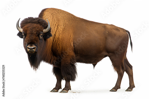 a bison standing on a white surface with a white background